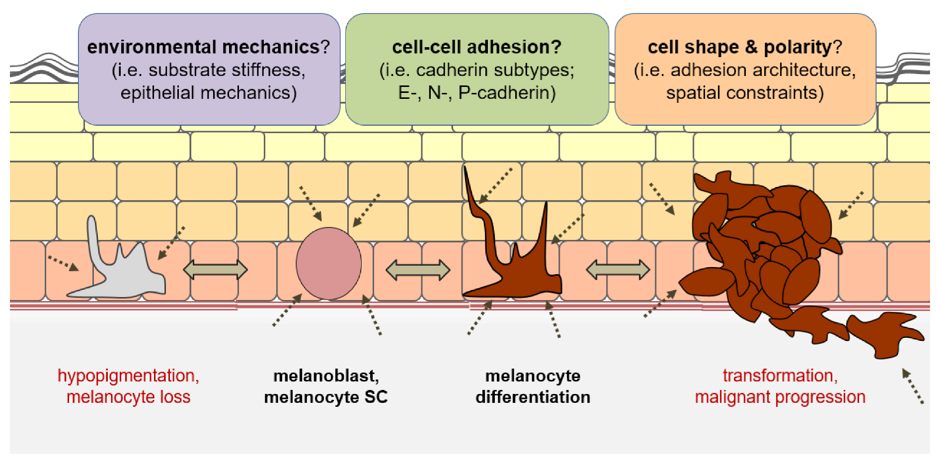 NK Cells